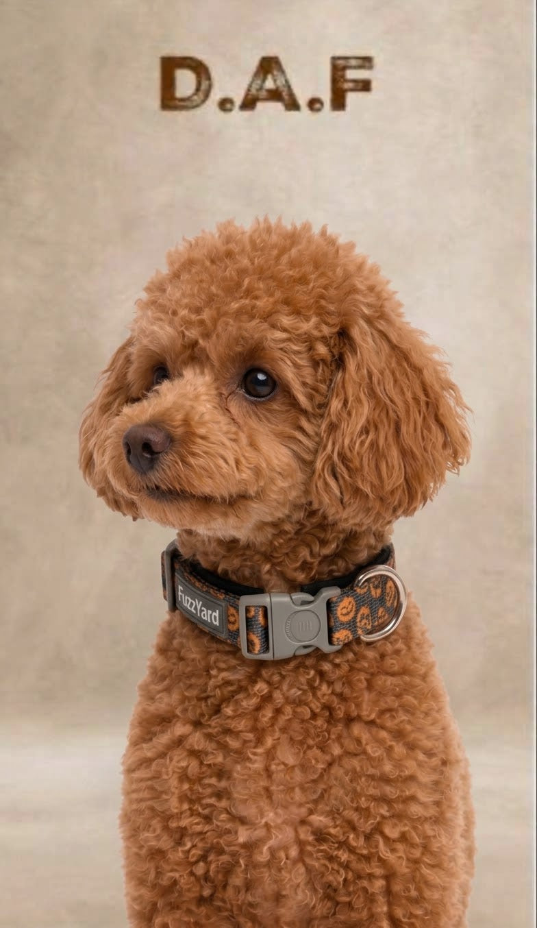 Bal Kabağı Desenli Köpek Boyun Tasması