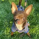@novachihuahua10