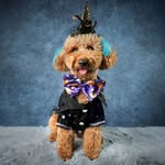 kahvem.toypoodle