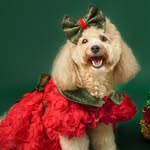 ladyy_poodle
