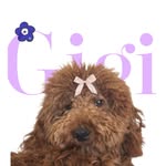 @gigi.labradoodle