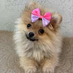 @mollythepom
