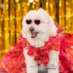 @parishanim_maltese