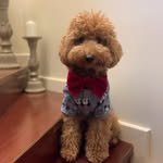 pody_toypoodle